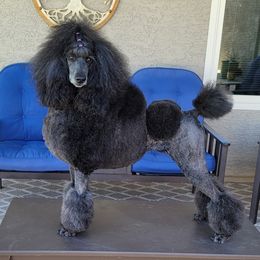 Jazzy - Poodle