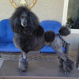Jazzy - Poodle
