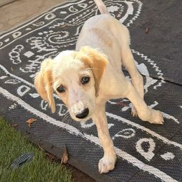 Pale Pink Girl - Cream female Saluki puppy in Los Angeles, California from Srinagar Salukis