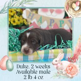 Duke - Red tri-color male Australian Shepherd puppy in Marshall, Virginia from Greywood Farm Aussies