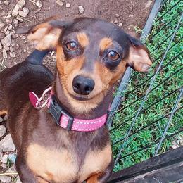 Molly - Dachshund