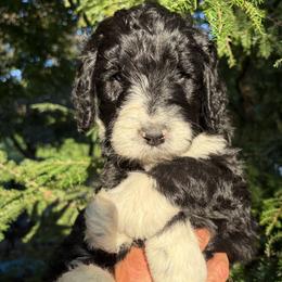 Rudder - Black and white male Bernedoodle puppy in Coopersburg, Pennsylvania from Deutsch Hund Haus