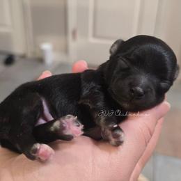 Eman - Black and tan male Chihuahua puppy in El Paso, Texas from JVJ Chihuahua