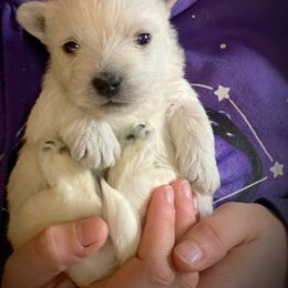 Mi-Ki and West Highland White Terrier Puppies from Cricket Hill’s Westies and Shekinah’s Mi-Kis