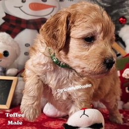 Toffee - Red  male Goldendoodle puppy in Peytno, Colorado from Grace N Faith Doodles