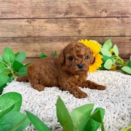 Xena - Red female Cavapoo puppy in Beresford, South Dakota from DAKOTA DOOD RANCH