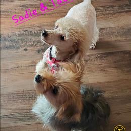 Yorkipoo puppies from Texas Yorkies and Yorkiepoos