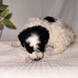 Solo - Parti female Poodle puppy in Las Vegas, Nevada from Plush Toy Poodle Puppies & Pals