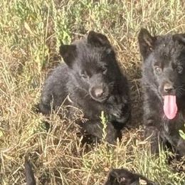 Red - Black male German Shepherd puppy in Luna, New Mexico from Von De León German Shepherds