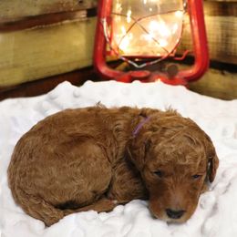 Poodle Puppies from Red Barn Moyen Poodles