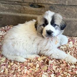 Puppy ID 1026251 - White and badger female Great Pyrenees puppy in Leicester, North Carolina from Randall Glen Pyrenees