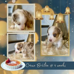 Miniature American Shepherd Puppies from Soul Stone Kennels