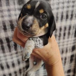 Dachshund Puppies from Witchy Woman’s Wiener’s