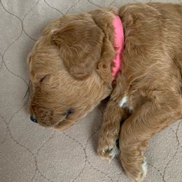 Girl 2 - Goldendoodle puppy in St. Lucie, Florida from A Doodle Life, LLC