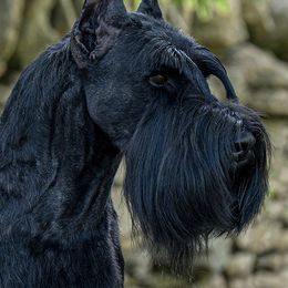 Giant Schnauzers from Almost Heaven Giants