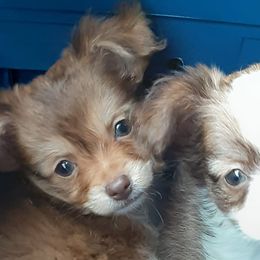 Chihuahuas from Chi's to Please