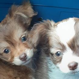 Chihuahuas from Chi's to Please