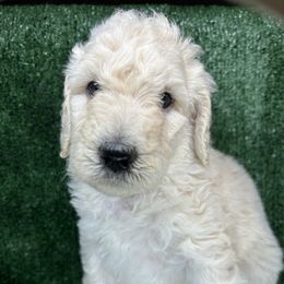 Poodle Puppies from Triangle Standards