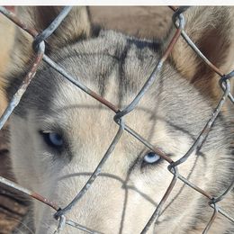 Winter - Gray and white Siberian Husky puppy in Des Moines, Iowa from Husky Ranch