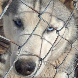 Winter - Gray and white Siberian Husky puppy in Des Moines, Iowa from Husky Ranch