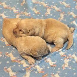 Cutie - Yellow female Labrador Retriever puppy in Hawarden, Iowa from Sioux River Retrievers