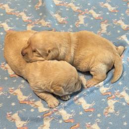 Cutie - Yellow female Labrador Retriever puppy in Hawarden, Iowa from Sioux River Retrievers
