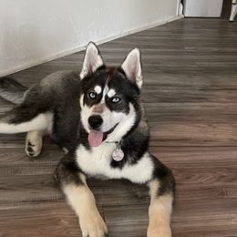 Khei - Siberian Husky