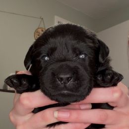 Marcie - Black female Labrador Retriever puppy in Cleveland, Ohio from Brookside Labrador Retrievers