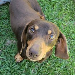 Coco - Dachshund