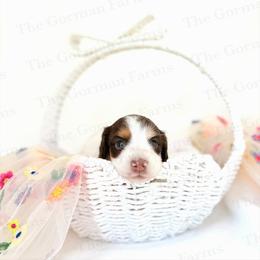 Cow - Piebald male Dachshund puppy in Greenville, North Carolina from The Gorman Farms