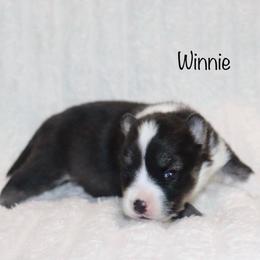 Winnie - Black and white female Pomsky puppy in Denham Springs, Louisiana from Bayouland Pomskies