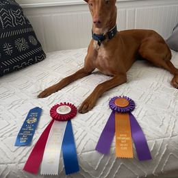 Pharaoh Hound All Grown Up from Sumaria Hounds