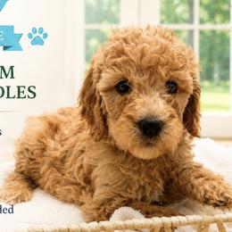 1400.00  Skye: Teal Collar - Apricot female Goldendoodle puppy in Raceland, Louisiana from Cajun Doodles