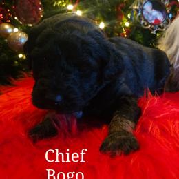 Chief Bogo - Phantom male Poodle puppy in Farley, Iowa from Iowa's Doodle Co.