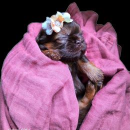 Shelby - Liver female Shih Tzu puppy in Richmond, Texas from Aleka Shih Tzu