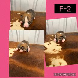 Girl 2 - Red female Pembroke Welsh Corgi puppy in Linden, Texas from W&W “lil” Wrangler Corgis