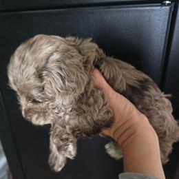 Sweet Pea - Merle female Cockapoo puppy in Annapolis, Delaware from Teddy Bear Cockapoos