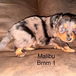 Blue Merle male 1 - Blue merle male Miniature Australian Shepherd puppy in Redding, California from Lavish Luxuries Mini and Toy Australian Shepherds