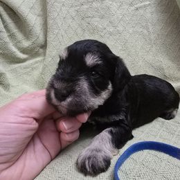 Rudolf - Black and silver male Miniature Schnauzer puppy in Riner, Virginia from Haven Hill Schnauzers