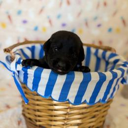 Girl 1 - female Labrador Retriever puppy in Overton, Nevada from Sinfully Sweet Kennel