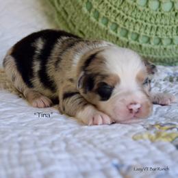 Tina - Blue merle female Miniature Australian Shepherd puppy in Evant, Texas from Lazy VT Bar Ranch