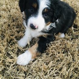 Miniature Australian Shepherd and Toy Australian Shepherd Puppies from Hailey's Miniature Australian Shepherds