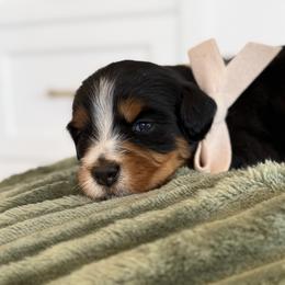 Bernedoodle, Cavapoo, Havanese, and Havapoo Puppies from Lady Paws Puppies - Cassie