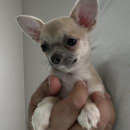 Spicy - Blue and white female Chihuahua puppy in Miami, Florida from GioVel Chihuahua and Italian greyhounds