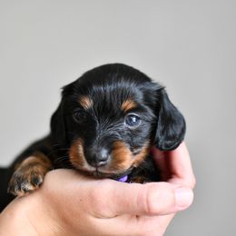 Miss Piggy - Blue and tan female Dachshund puppy in Youngstown, Florida from Paradox Dachshunds