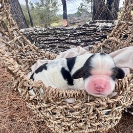 Houston - Black white and tan male English Springer Spaniel puppy in Swainsboro, Georgia from Sweet Georgia Springers