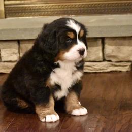 Bernese Mountain Dog Puppies from Willow Tree Berners