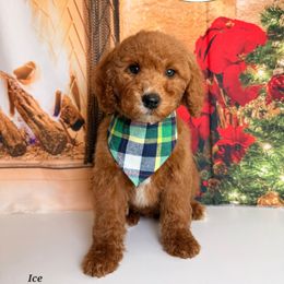 Ice - Red  male Goldendoodle puppy in Pocasset, Massachusetts from Mini Goldendoodles of Cape Cod