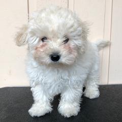 Bologneses from Elfin Bolognese