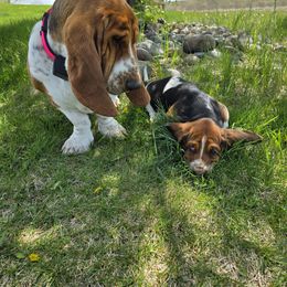 Basset Hound Puppies from Montana Bassets